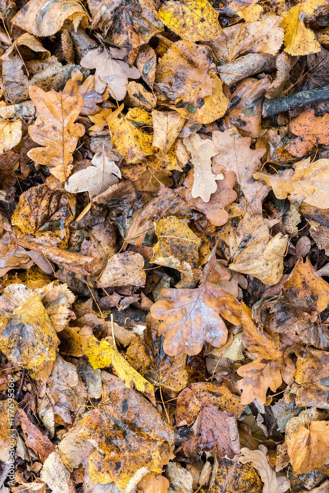 Earth is covered with colorful leaves of oak, hornbeam and other species of trees, autumn