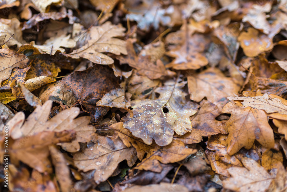 Earth is covered with colorful leaves of oak, hornbeam and other species of trees, drops of water, autumn