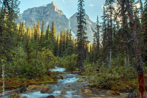 Fototapeta Naklejka Na Ścianę i Meble -  View from river in a forest at Banff