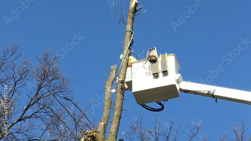 Tree trimmer stands high in a boom bucket against blue sky and cuts off top of tree before tossing it down to ground.  
