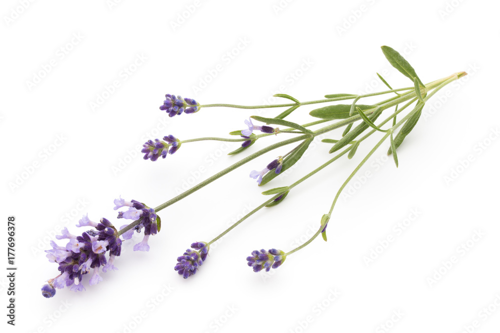 Lavender flowers. Lavender flowers.