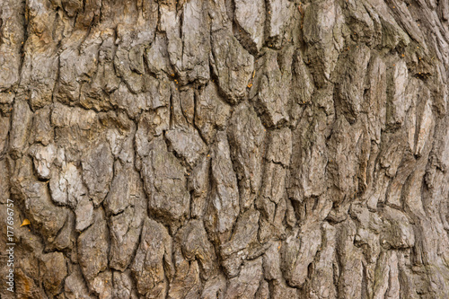 Bark of old oak background, texture