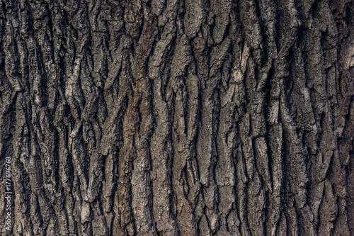 Bark of old oak background, texture