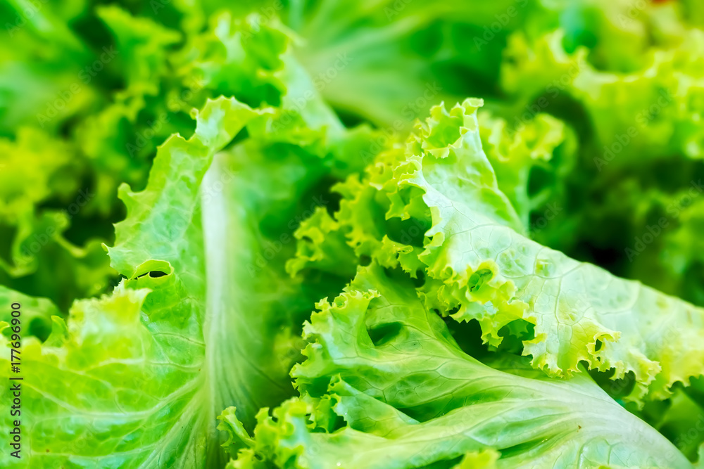 Green Lettuce Leaves Green Lettuce Leaves