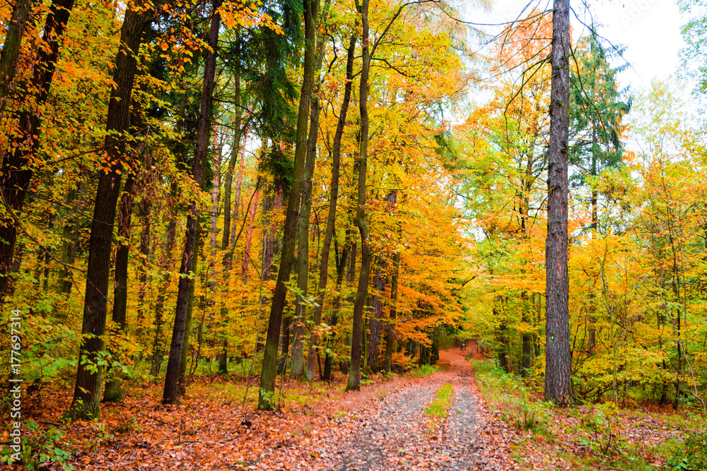 The path in the forest in the autumn. Many vibrant colors, beautiful trees and leaves on the ground