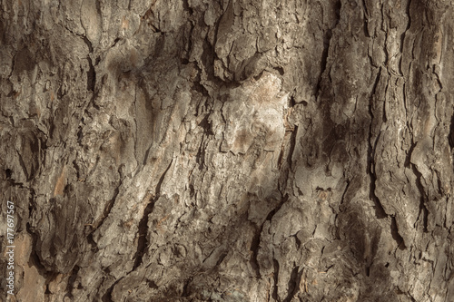 old tree bark background texture - Vintage surface