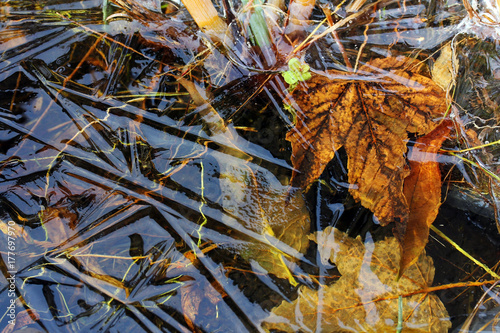 Ein kalter Herbsttag - Im Wasser eingefrorene Blätter © Astrid Gast