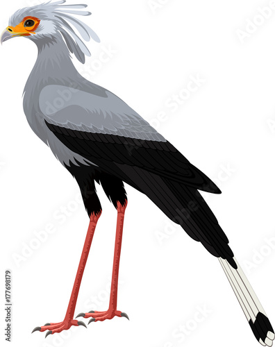 Secretary bird (Sagittarius serpentarius) vector illustration