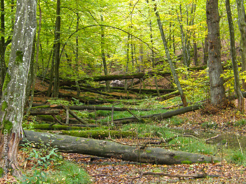 Fallen trees in the forest.