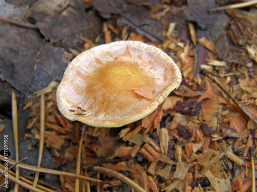 Forest mushroom photo.