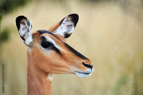 Female black faced impala portrait