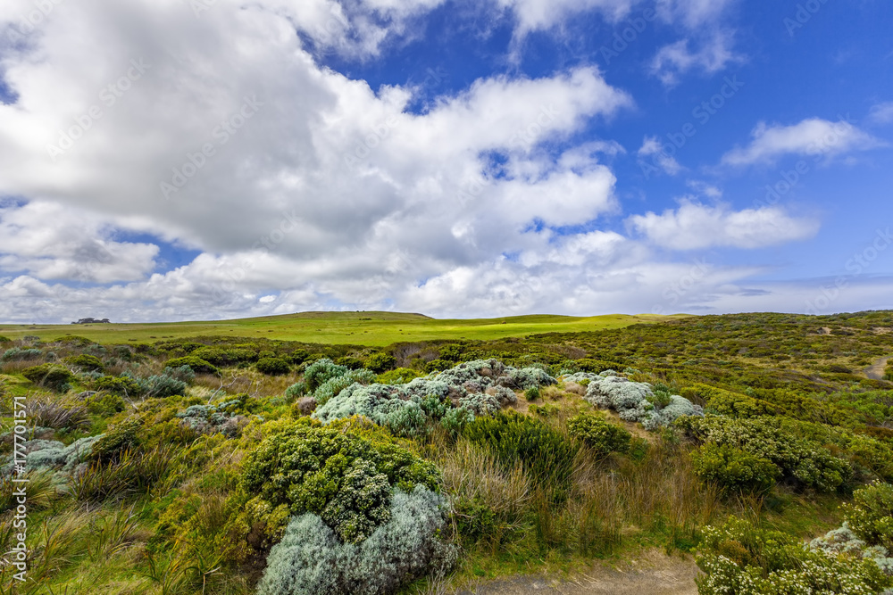 Australian coastal vegetation and white fluffy clouds in blue sky