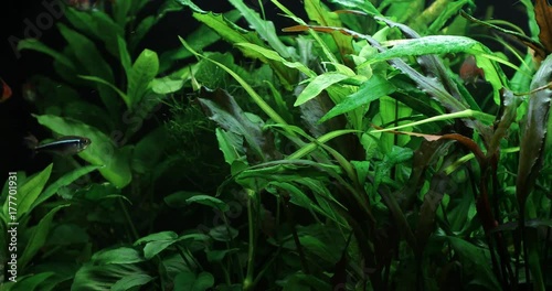 Wallpaper Mural A green beautiful planted tropical freshwater aquarium. 4k video. Nature background. Torontodigital.ca