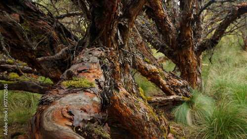 Tree located in the moor in the Ecological Reserve Los Ilinizas in Ecuador. Common name: paper tree. Scientific name: Polylepis incana photo