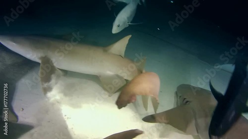 Tawny nurse sharks (Nebrius ferrugineus) are looking for food on the sandy bottom in the night, Indian Ocean, Maldives
 photo