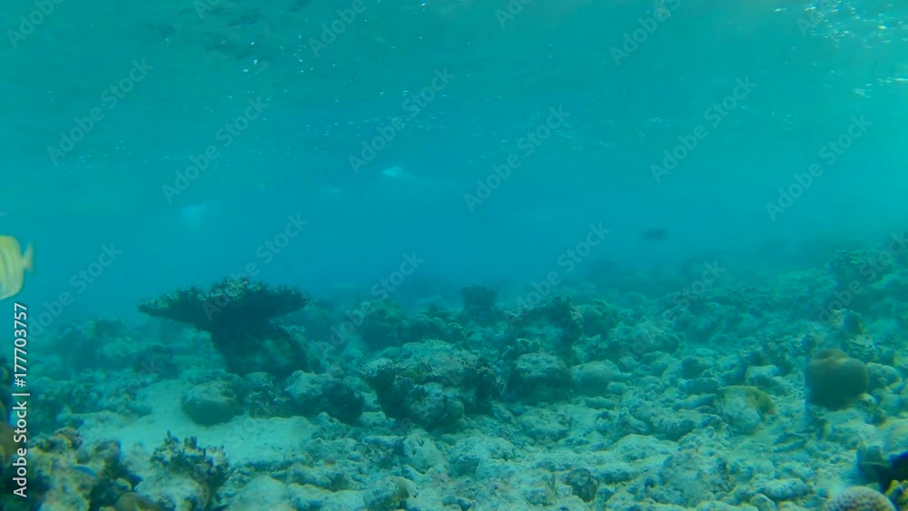A school of small fish swims under the surface of the water during a storm - Indian Ocean, Maldives
A school of small fish swims under the surface of the water during a storm - Indian Ocean, Maldives