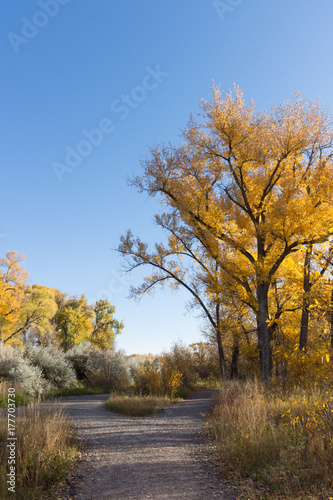 A gravel path with tall grass on either side and deciduous trees with golden leaves in the distance.