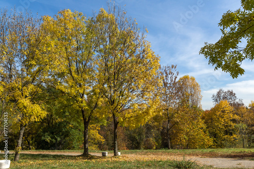 Amazing Autumn landscape with Yellow trees in South Park in city of Sofia  Bulgaria
