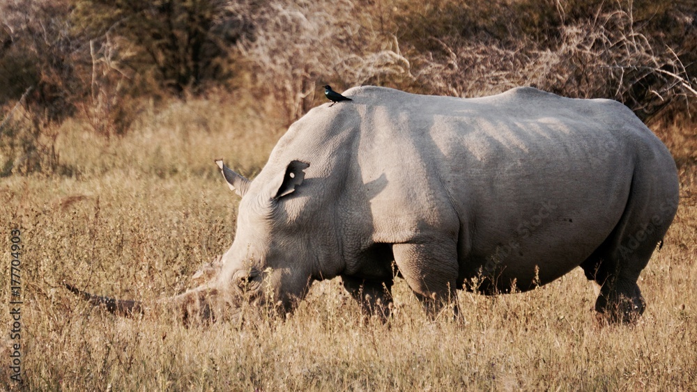 Obraz premium White Rhino in Profile 