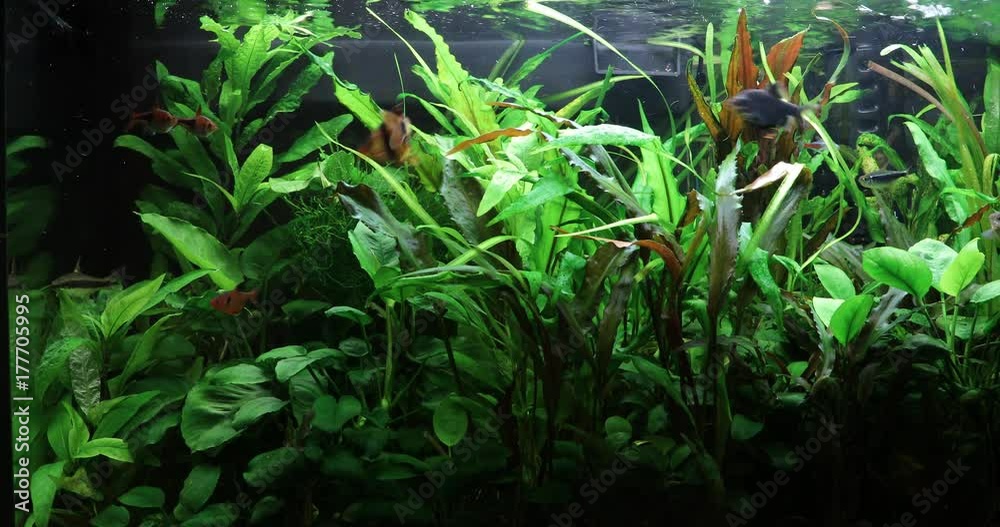 A green beautiful planted tropical freshwater aquarium. 4k video. Nature background. A green beautiful planted tropical freshwater aquarium. 4k video. Nature background.