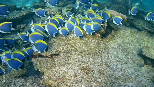  school of Powder Blue Tang - Acanthurus leucosternon, Indian Ocean, Maldives
 photo