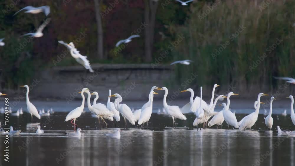 Flock of great egrets (Ardea alba) in lake Flock of great egrets (Ardea alba) in lake
