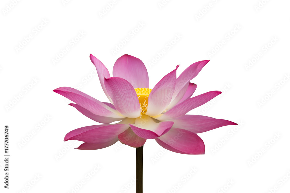 pink lotus flower are blooming