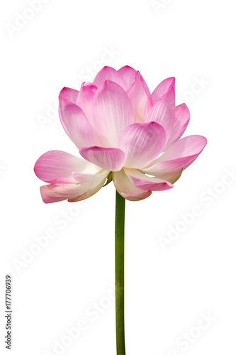 pink lotus flower are blooming
