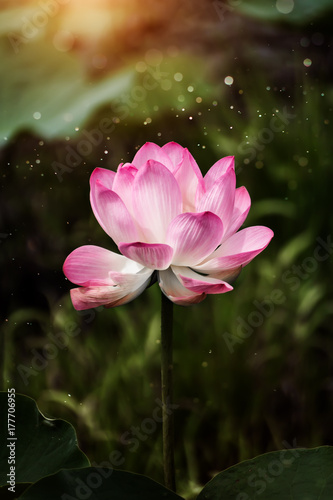 pink lotus flower are blooming