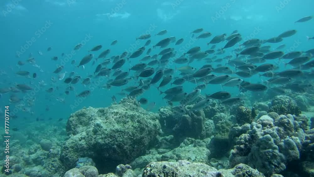 school of Oneknife Unicornfish - Naso thynnoides, Indian Ocean, Maldives 
