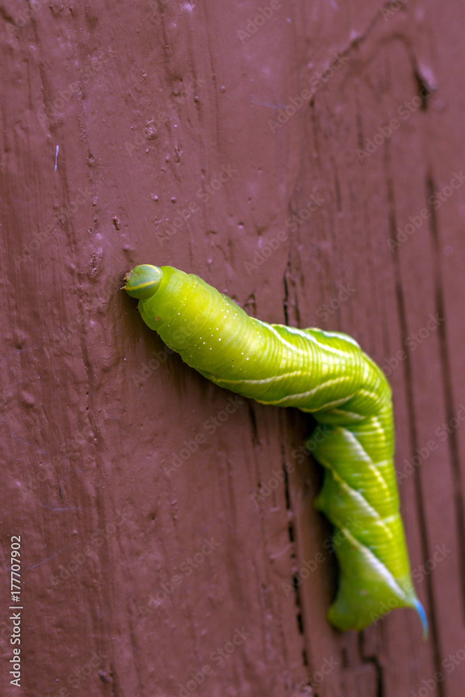 This big green Caterpillar with a blue horn is the larva of a Sphinx Moth,  photographed in Santa Fe, New Mexico, USA Stock Photo | Adobe Stock