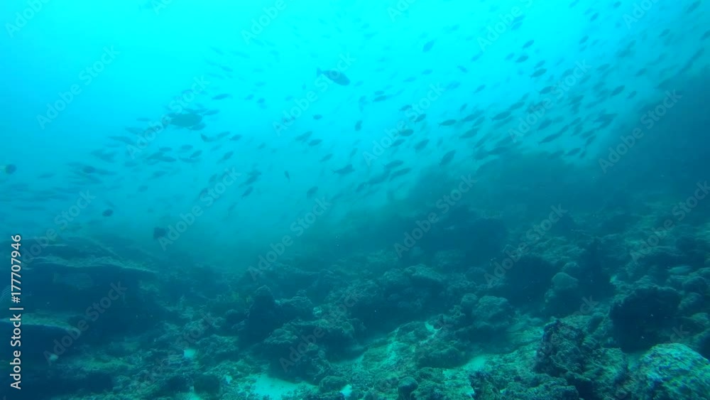 school of Fusilier swim ower coral reef - Indian Ocean, Maldives
school of Fusilier swim ower coral reef - Indian Ocean, Maldives