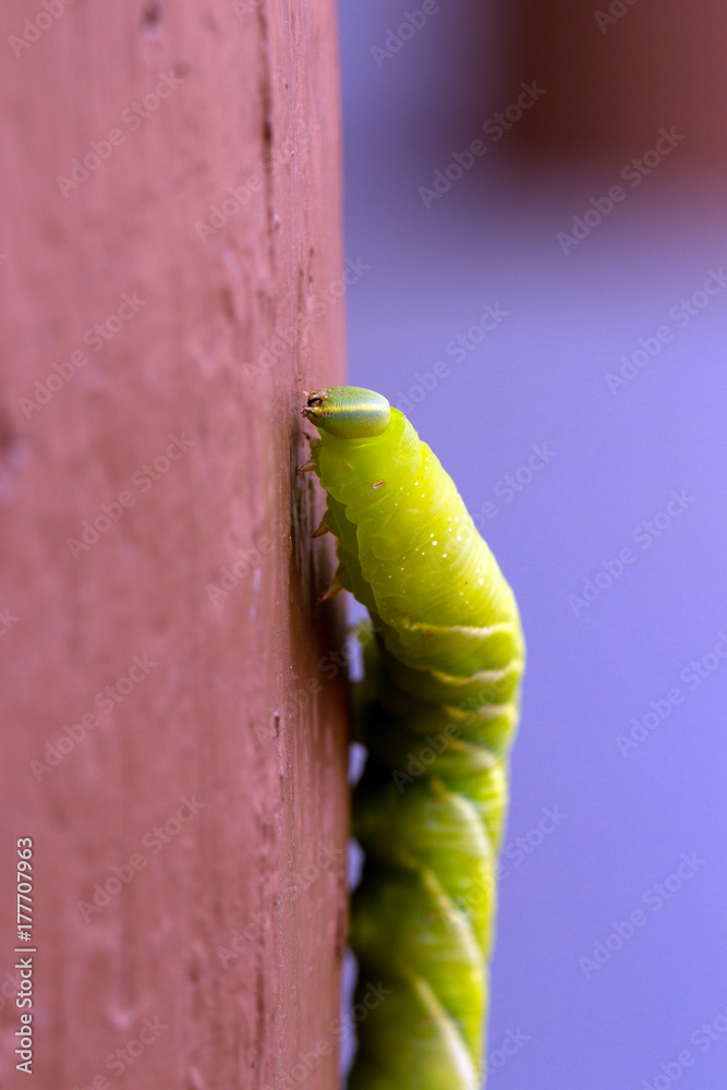 This big green Caterpillar with a blue horn is the larva of a Sphinx Moth,  photographed in Santa Fe, New Mexico, USA foto de Stock | Adobe Stock