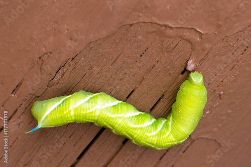 This big green Caterpillar with a blue horn is the larva of a Sphinx Moth,  photographed in Santa Fe, New Mexico, USA Stock Photo | Adobe Stock