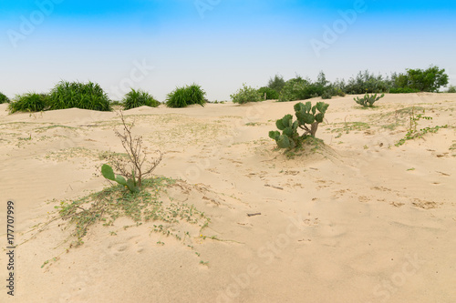 Tajpur sea beach photo