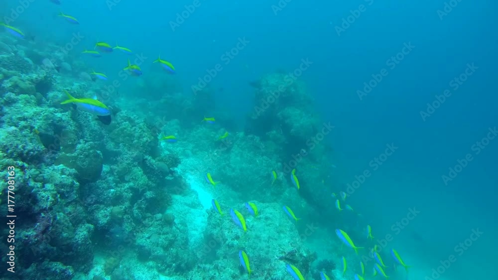 school of Yellowback Fusilier - Caesio xanthonota near coral reef, Indian Ocean, Maldives
school of Yellowback Fusilier - Caesio xanthonota near coral reef, Indian Ocean, Maldives