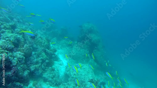 Wallpaper Mural school of Yellowback Fusilier - Caesio xanthonota near coral reef, Indian Ocean, Maldives 
 Torontodigital.ca