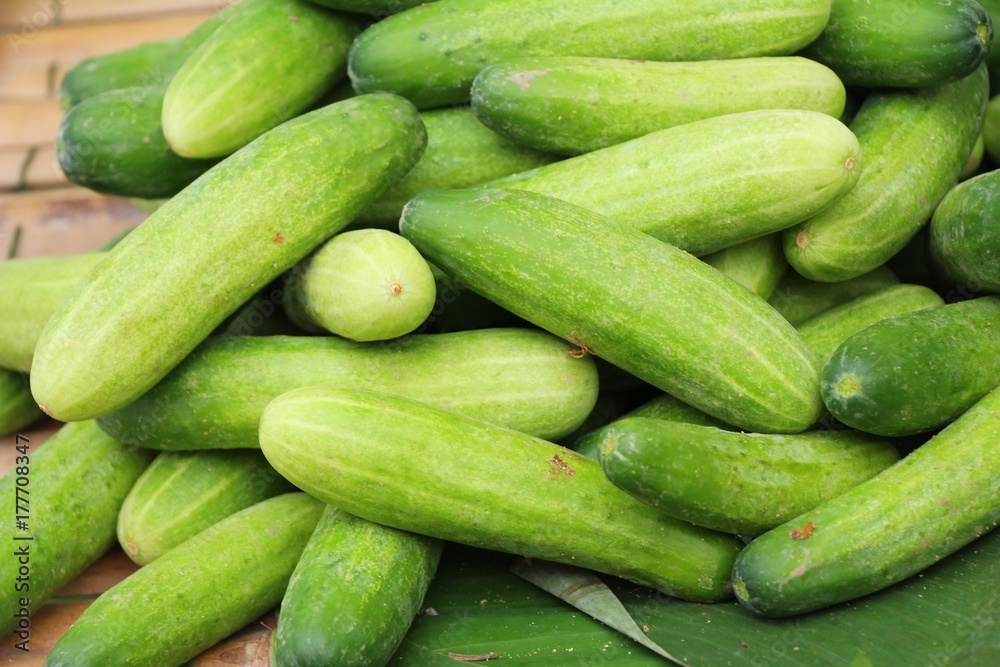 Fresh cucumbers for cooking in the market Fresh cucumbers for cooking in the market