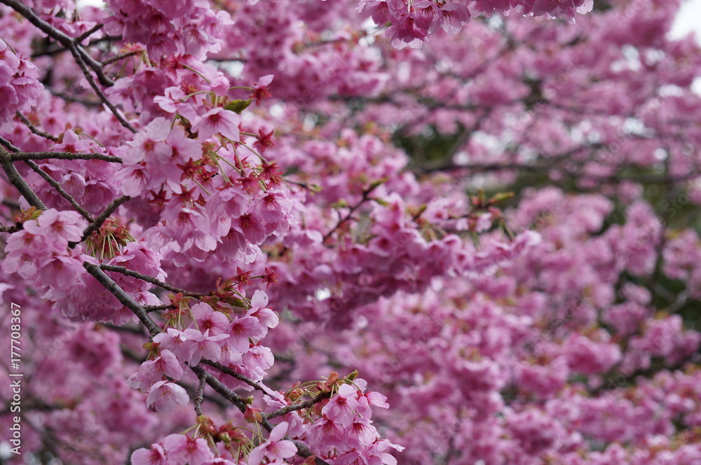 満開の桜