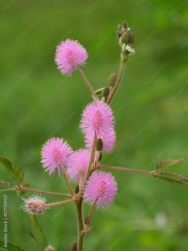 Sensitive plant or mimosa pudica plant. Sensitive plant or mimosa pudica plant.