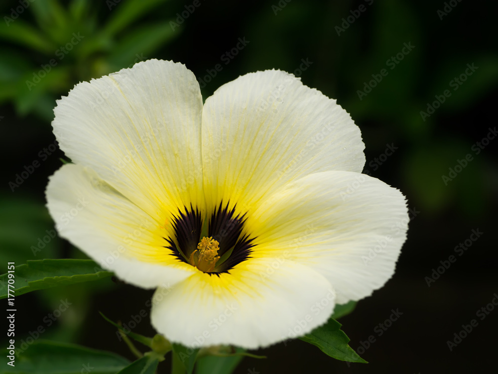 Close up of Turnera subulata flower. Close up of Turnera subulata flower.