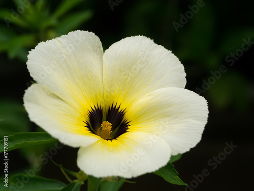 Close up of Turnera subulata flower.