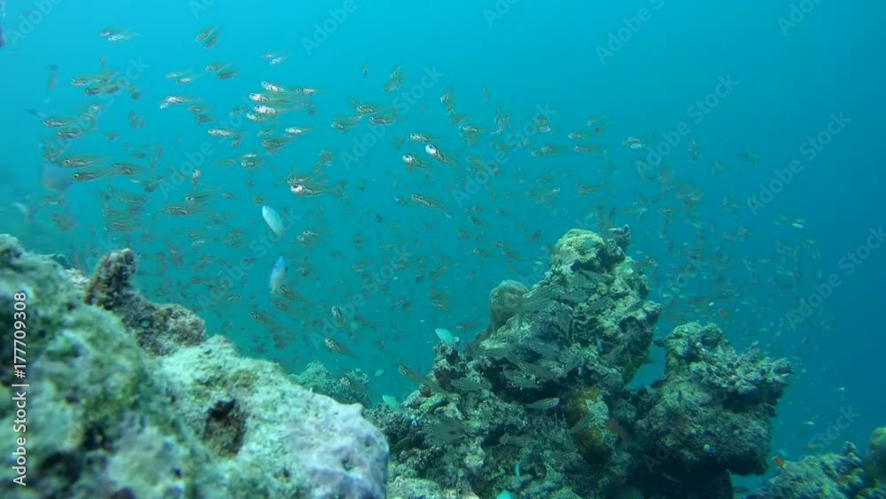 school of Glass fish over coral reef - Indian Ocean, Maldives
school of Glass fish over coral reef - Indian Ocean, Maldives