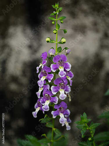 Angelonia goyazensis Benth photo