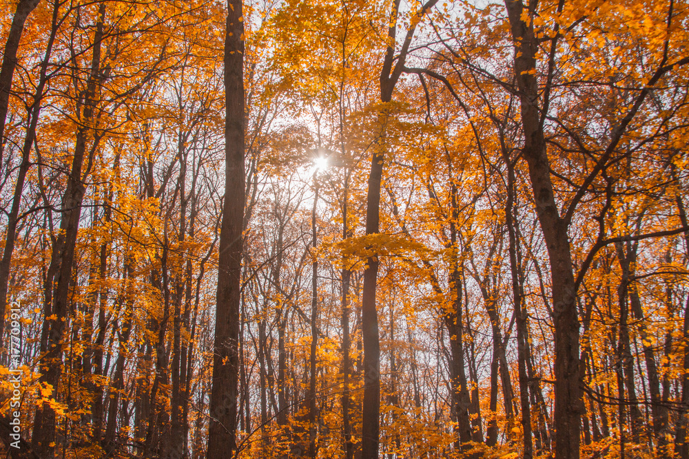 Obraz premium Autumn Colors