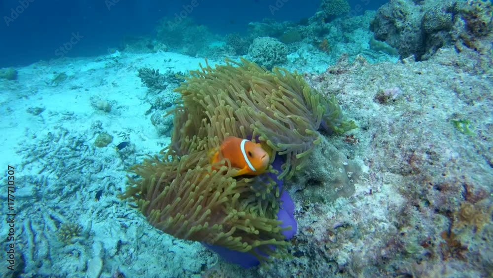 custom made wallpaper toronto digitalMaldive anemonefish - Amphiprion nigripes float in the current above the anemone, Indian Ocean, Maldives