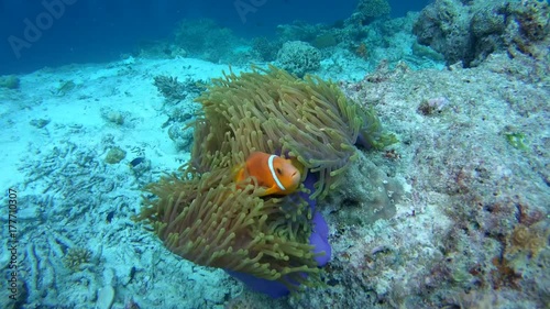 Wallpaper Mural Maldive anemonefish - Amphiprion nigripes float in the current above the anemone, Indian Ocean, Maldives
 Torontodigital.ca