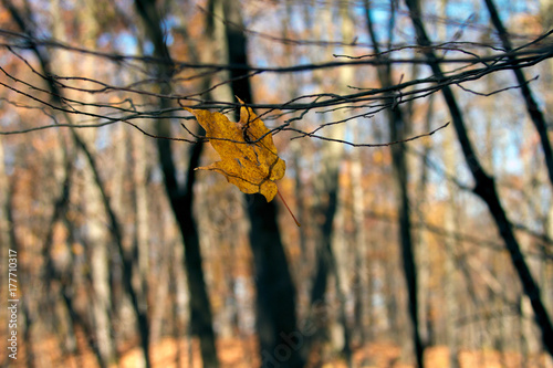 Fallen