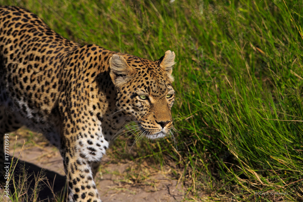 Fototapeta premium Leopard on the prowl