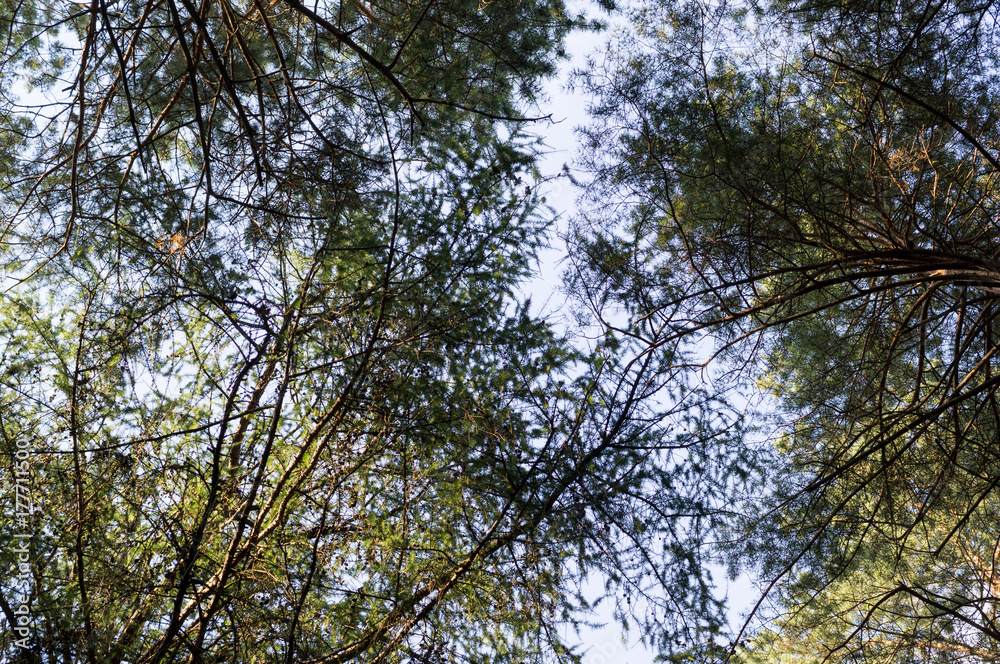 tree crowns in the summer forest. nature, background. tree crowns in the summer forest. nature, background.